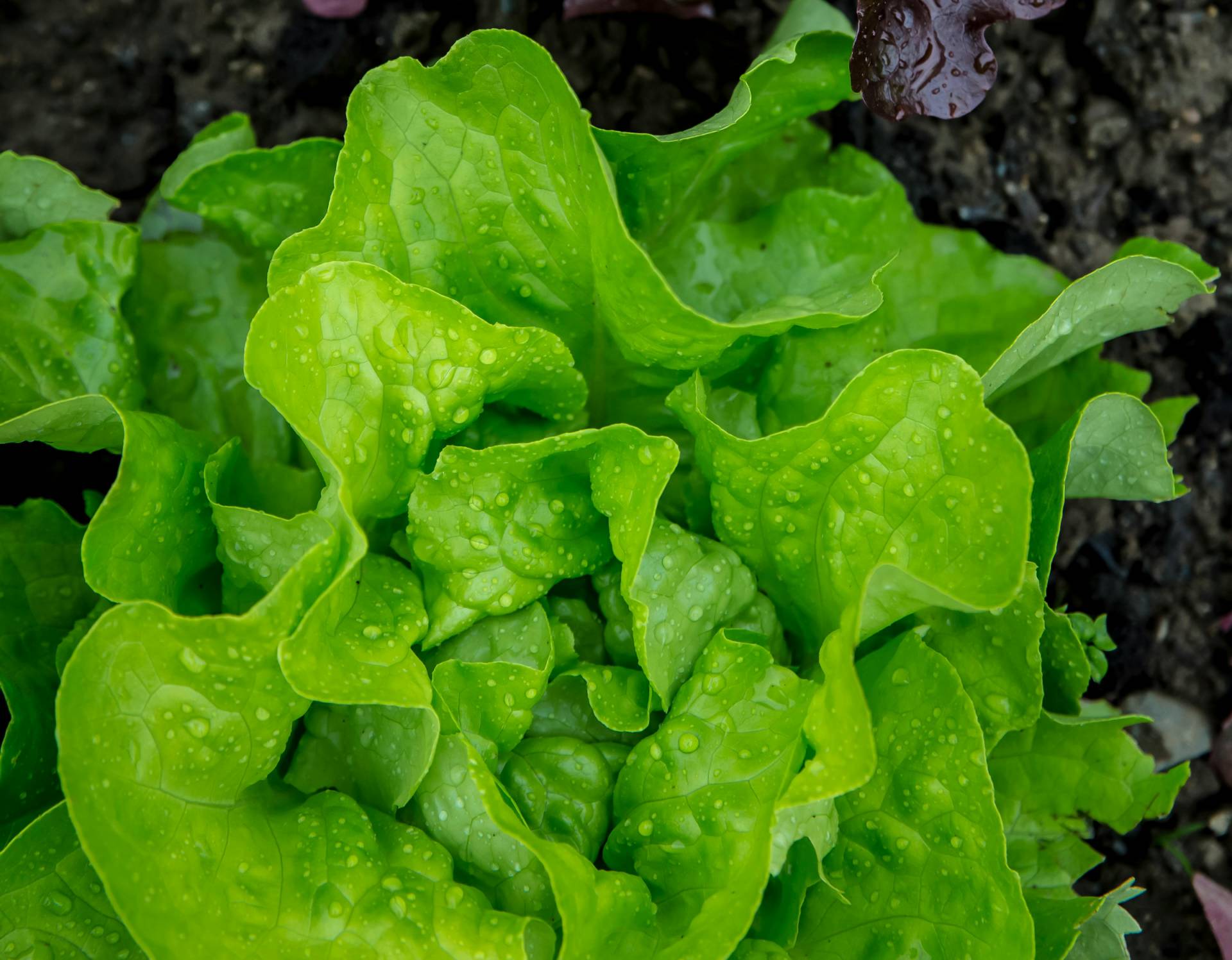 lettuce