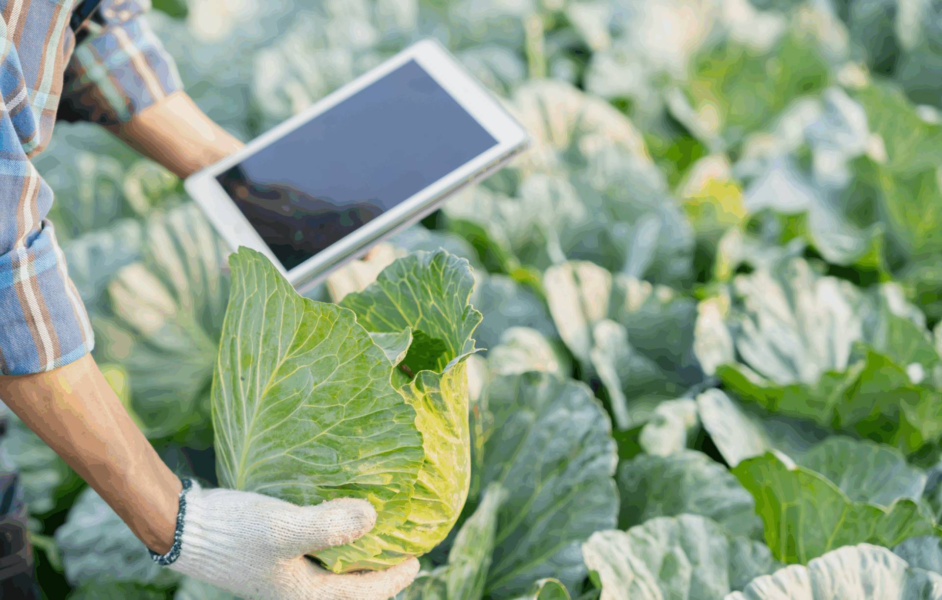 Do You Know Our WGCIT Resident, Adaviv?